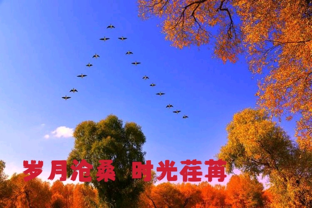 【重磅推出 感悟人生】鲁坡//我为岁月斟满了酒（图3）