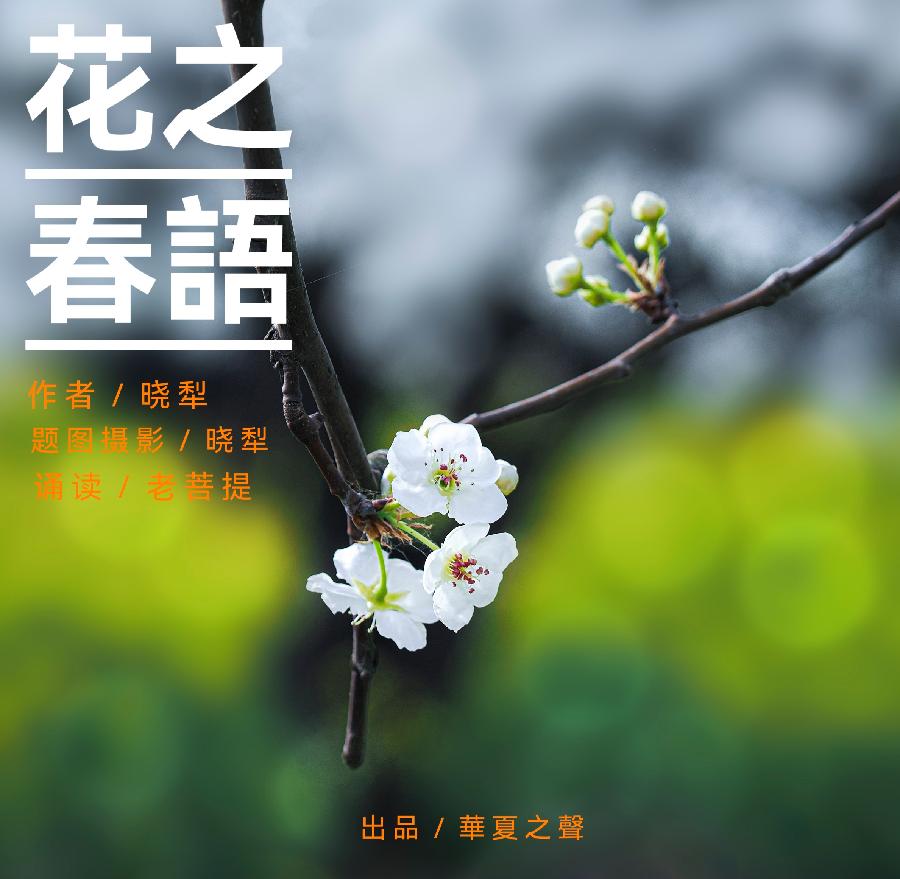 花之春语ll作者/晓犁ll诵读/老菩提(图2)