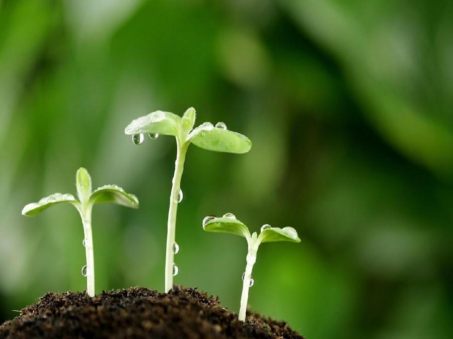 花之春语ll作者/晓犁ll诵读/老菩提(图4)