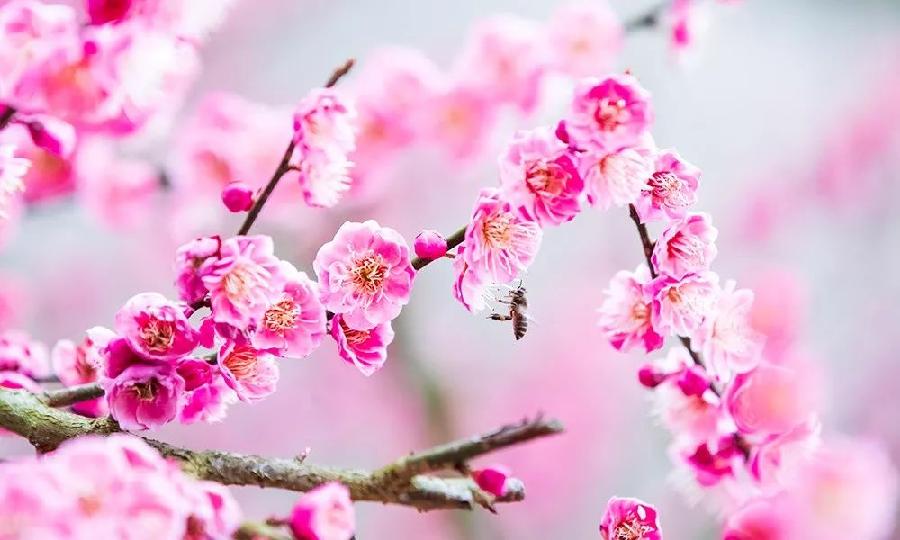 花之春语ll作者/晓犁ll诵读/老菩提(图5)