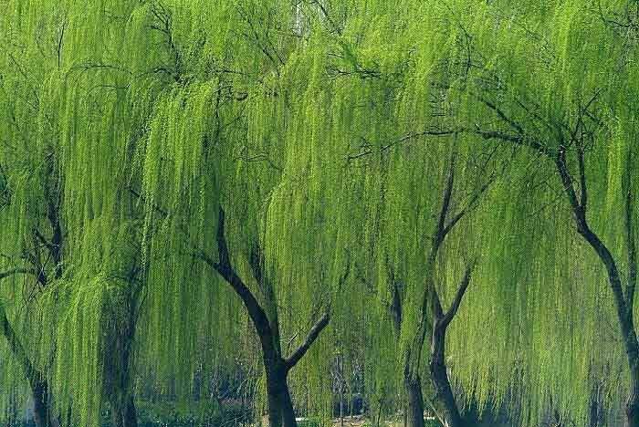 春柳吟怀（组合）诗||于兴庆（图18）