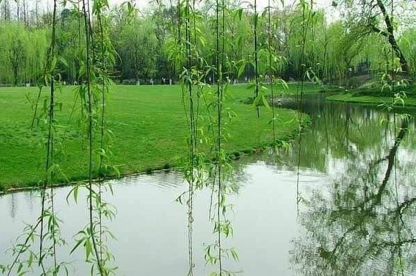 春柳吟怀（组合）诗||于兴庆（图14）