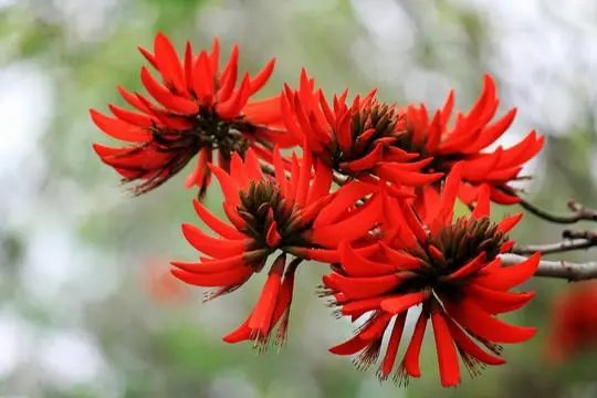 七绝-油菜花(组合)诗||白小文(图14)