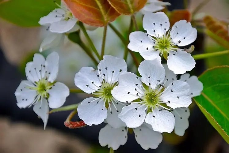 七绝-油菜花(组合)诗||白小文(图18)