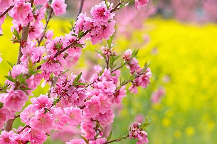 七绝-油菜花(组合)诗||白小文(图22)