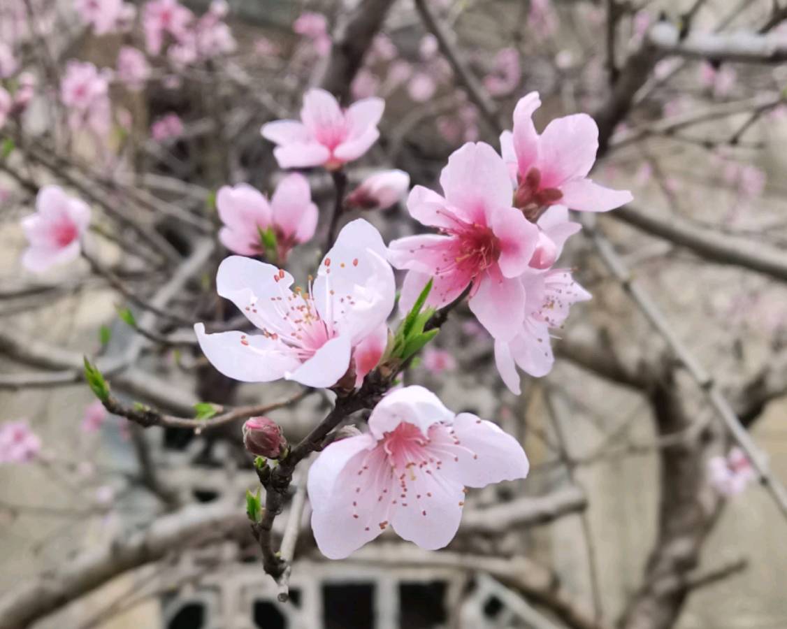 春天，只要一朵