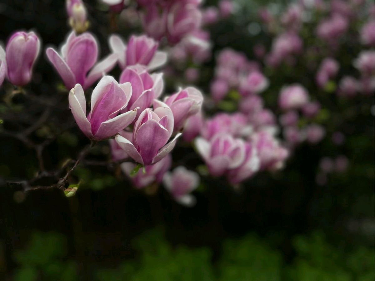 短 歌 丝 语（五）‖ 作者/牧夫 朗诵/红霞（图9）