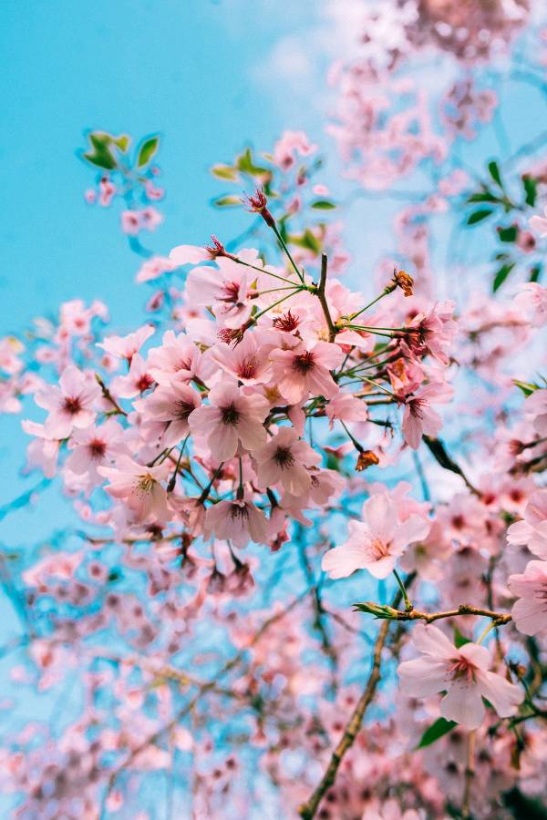 请欣赏乡音老师的作品《樱花》朗诵/叶子、发现未来 编辑/海纳百川/【中国长江文学社】有声文学平台【第8036期】（图3）
