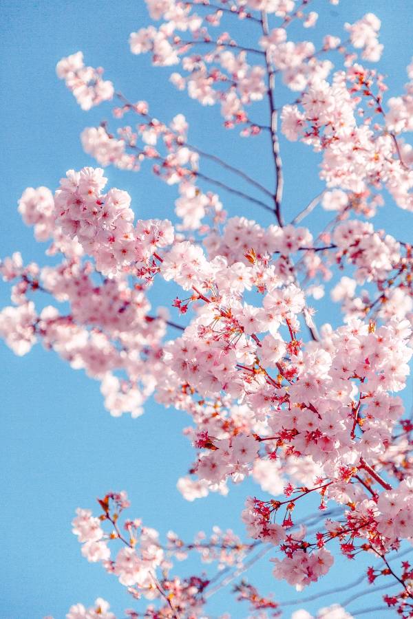请欣赏乡音老师的作品《樱花》朗诵/叶子、发现未来 编辑/海纳百川/【中国长江文学社】有声文学平台【第8036期】（图4）