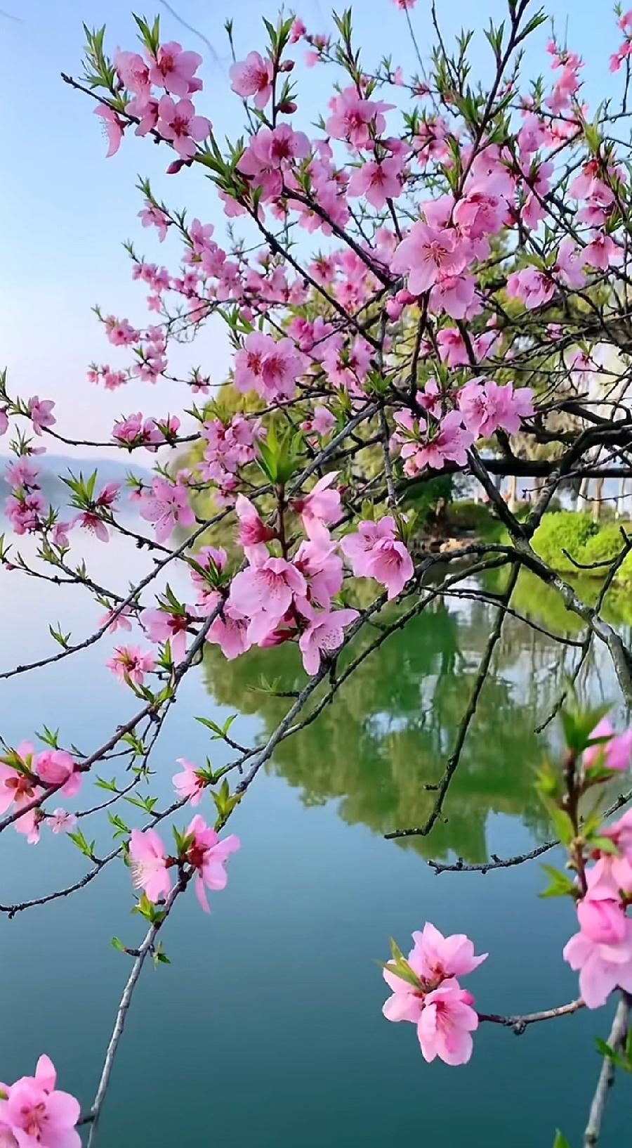 三月杨柳笑春风～诗||旗袍（图15）