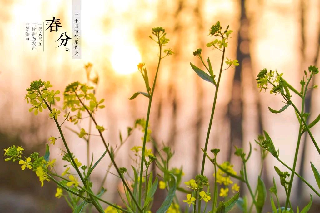 春分有吟 金夜（兰州）（图3）