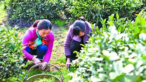 【诗词鉴赏】挖荠菜 文/霍六亿（图3）