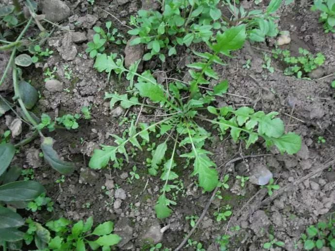 【诗词鉴赏】挖荠菜 文/霍六亿（图4）