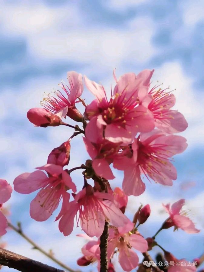 桃花红了杏花白（六）