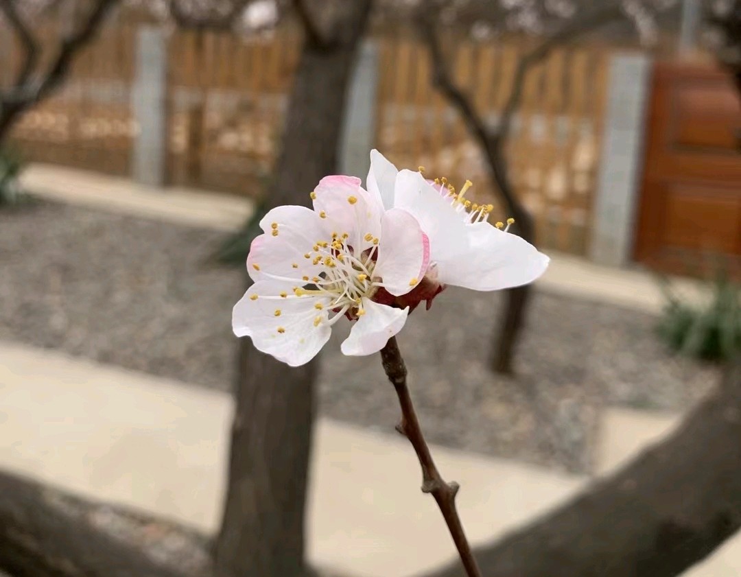 岁月的印记（图2）