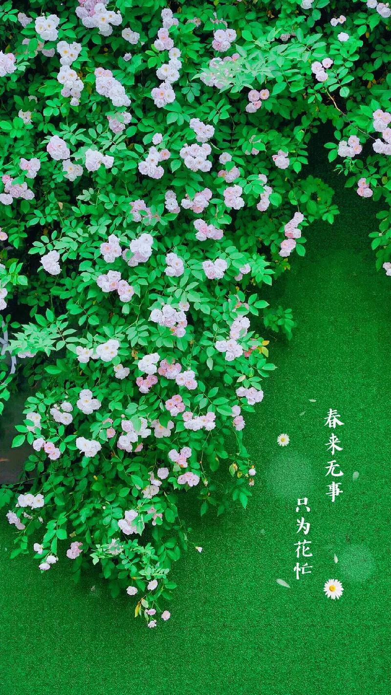 春天，是开始，是希望～文||旗袍（图15）