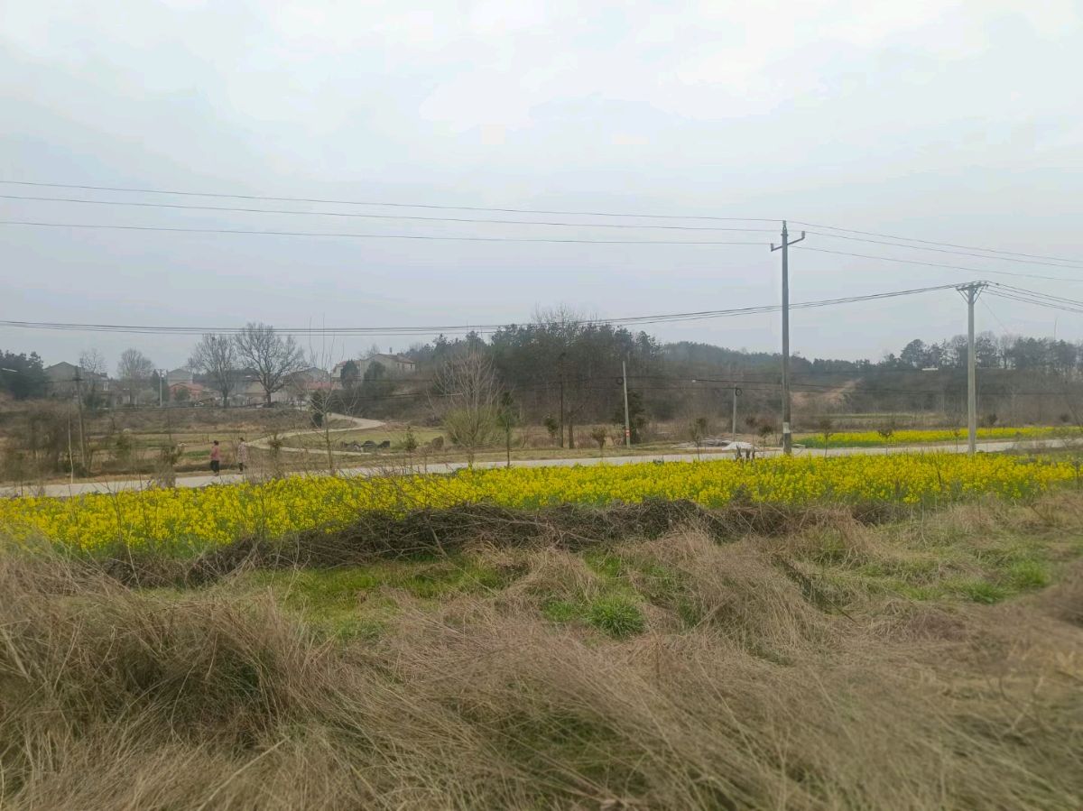 作者：戴小如（冰雪儿）《暮色中，穿过油菜花丛》9128期～新京都文艺（图2）