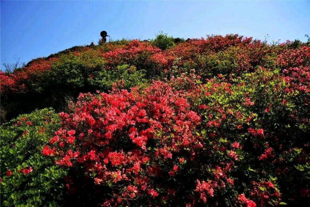 荐赏:哦，那朵鲜艳的映山红//文/刘国永//《思归客文苑》征稿//都市头条（图3）
