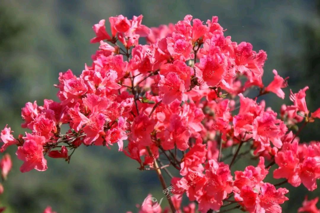荐赏:哦，那朵鲜艳的映山红//文/刘国永//《思归客文苑》征稿//都市头条（图5）