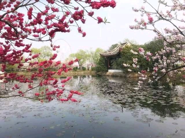 【明心文学】老孙/徜徉在圣洁的河畔上 主播/张兆维（图2）