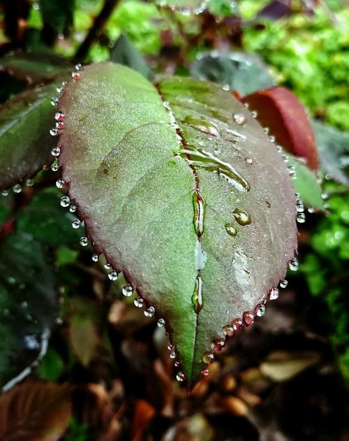 五律.春雨十首 作者/卓顺贵（图5）