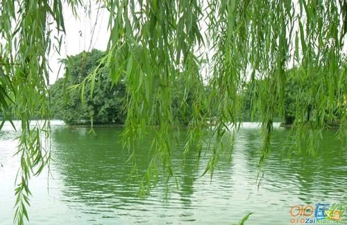 五律.春雨十首 作者/卓顺贵（图13）