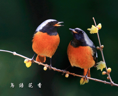 【海外诗译】精品双语朗诵《春意浓》作者|婉晴、英译|Gerry Spoors、审译&朗诵|薇薇(图3)