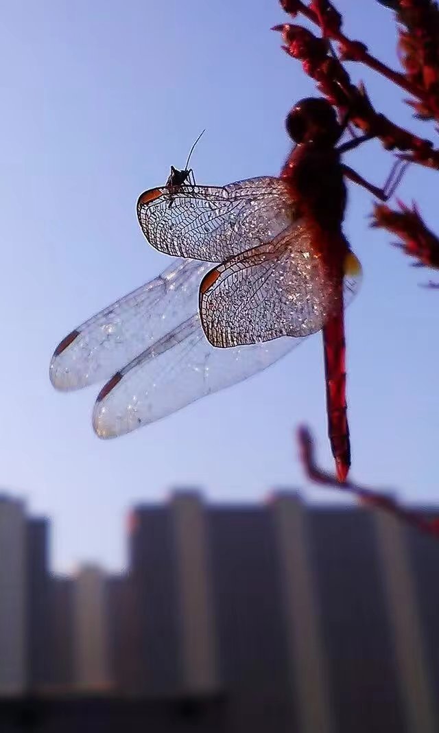 深秋的诗行（组合）诗||一农（图8）