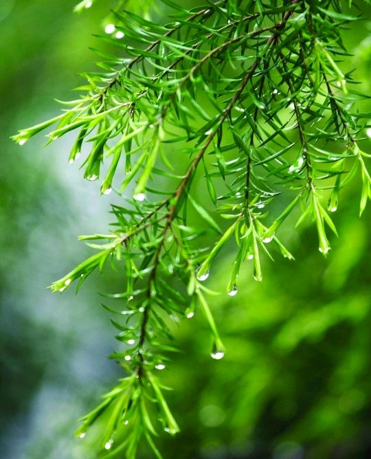 五律.春雨十首 作者/卓顺贵（图8）