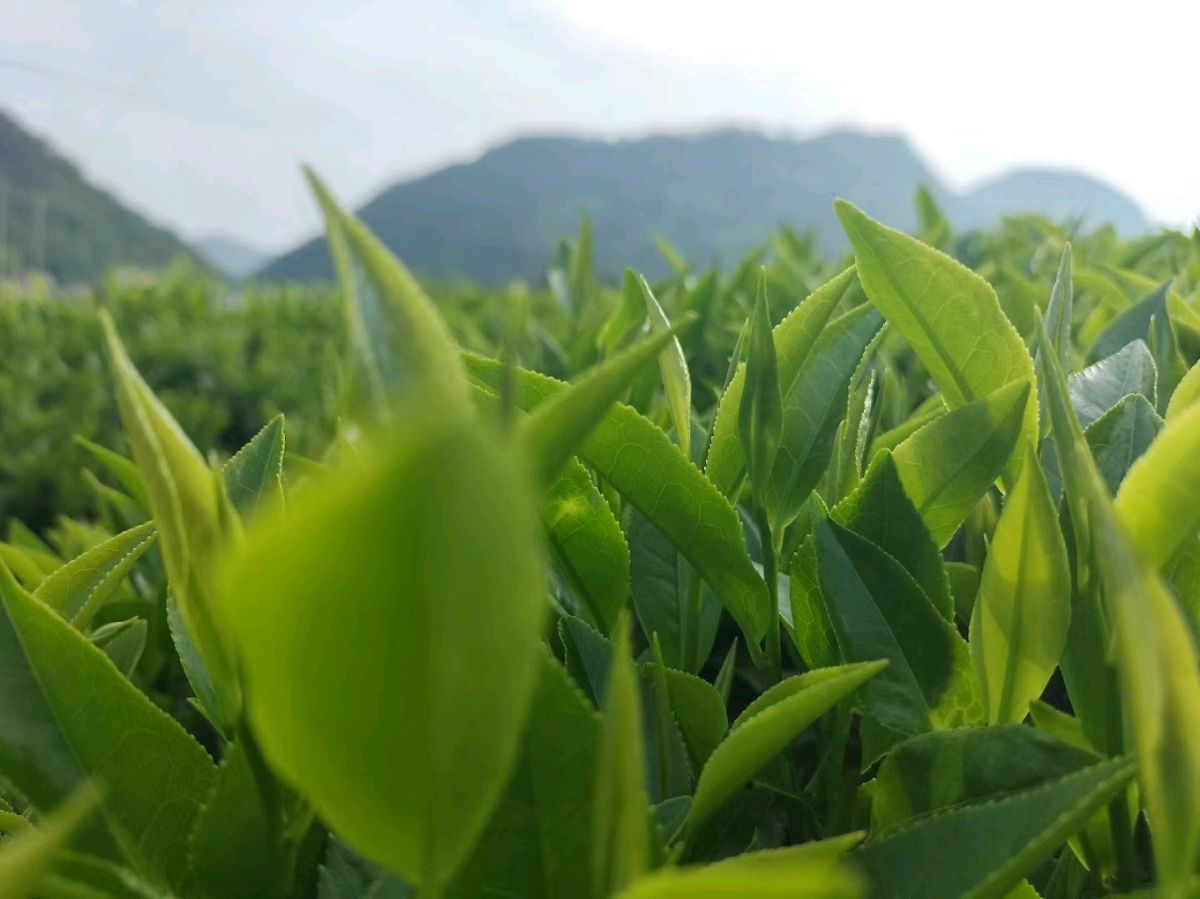 平凡人生（八首）（图2）