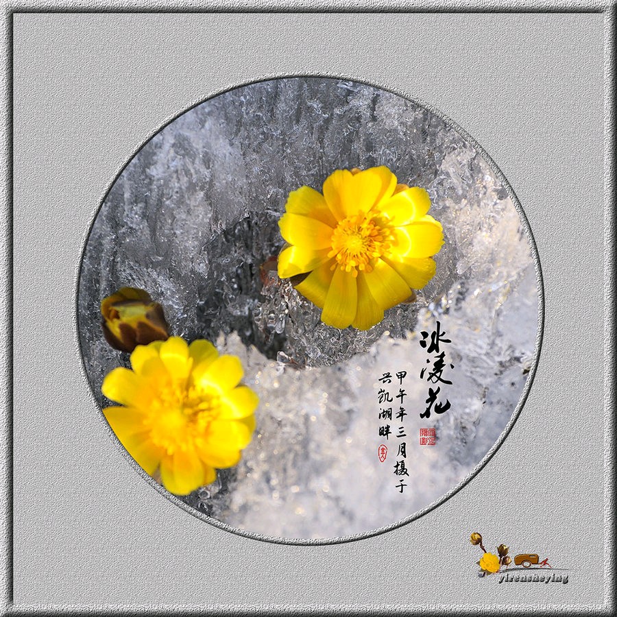 九合群唱和28期《冰凌花》‖巴彦诗词楹联协会【662】（图8）
