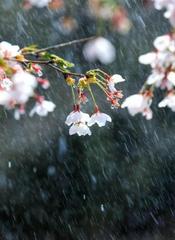 《听 春雨的声音》作者:施宏【主播:青青草】【桃源国际诗歌文化传媒】用声音传递温暖以诵读致敬人生♬（图6）