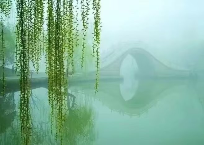 柳条 柳条