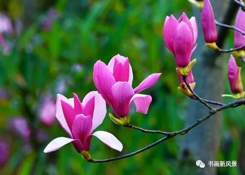 [名家精品集锦].荐赏.水云居士老师个人专辑《歌颂春天》//【思归客文苑】征稿//都市头条（图9）