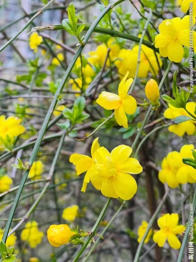 刘凤亭：咏南北迎春花‖巴彦诗词楹联协会【663】（图9）
