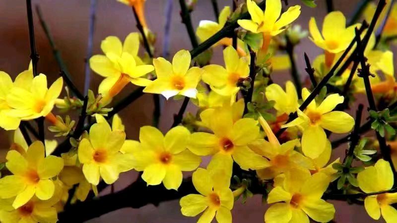 刘凤亭：咏南北迎春花‖巴彦诗词楹联协会【663】（图8）