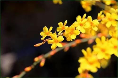 刘凤亭：咏南北迎春花‖巴彦诗词楹联协会【663】（图11）
