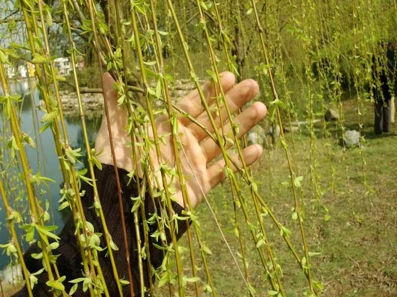 《现代古诗'观柳'“春草'鉴赏》作者：郭小林。配乐：萨克斯合奏《三月小雨》[中国现代诗歌文化传媒]（图6）