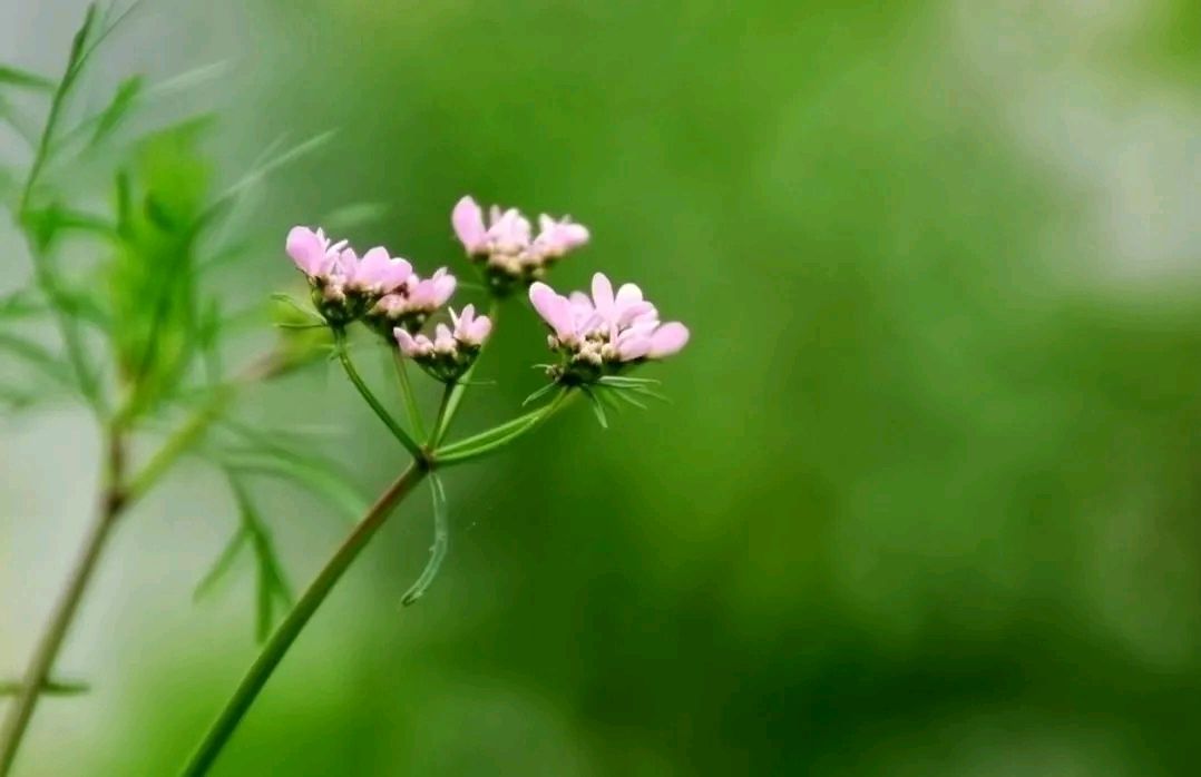 曹绍民的《花语》（三则）
