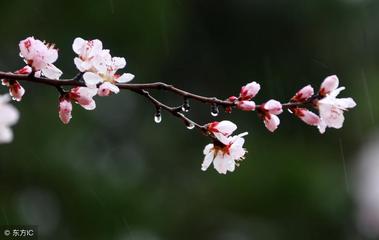 《十二号站台*杏花微雨》 倚楼望月诗社2024年第一期同题诗（图8）