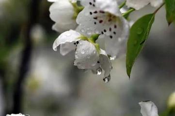 《十二号站台*杏花微雨》 倚楼望月诗社2024年第一期同题诗（图11）