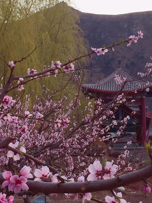 《十二号站台*杏花微雨》 倚楼望月诗社2024年第一期同题诗（图40）