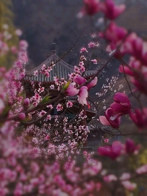 《十二号站台*杏花微雨》 倚楼望月诗社2024年第一期同题诗（图35）