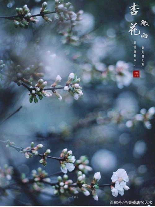 《十二号站台*杏花微雨》 倚楼望月诗社2024年第一期同题诗（图31）