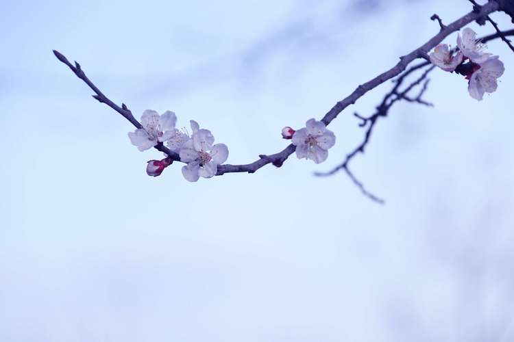 《十二号站台*杏花微雨》 倚楼望月诗社2024年第一期同题诗（图32）