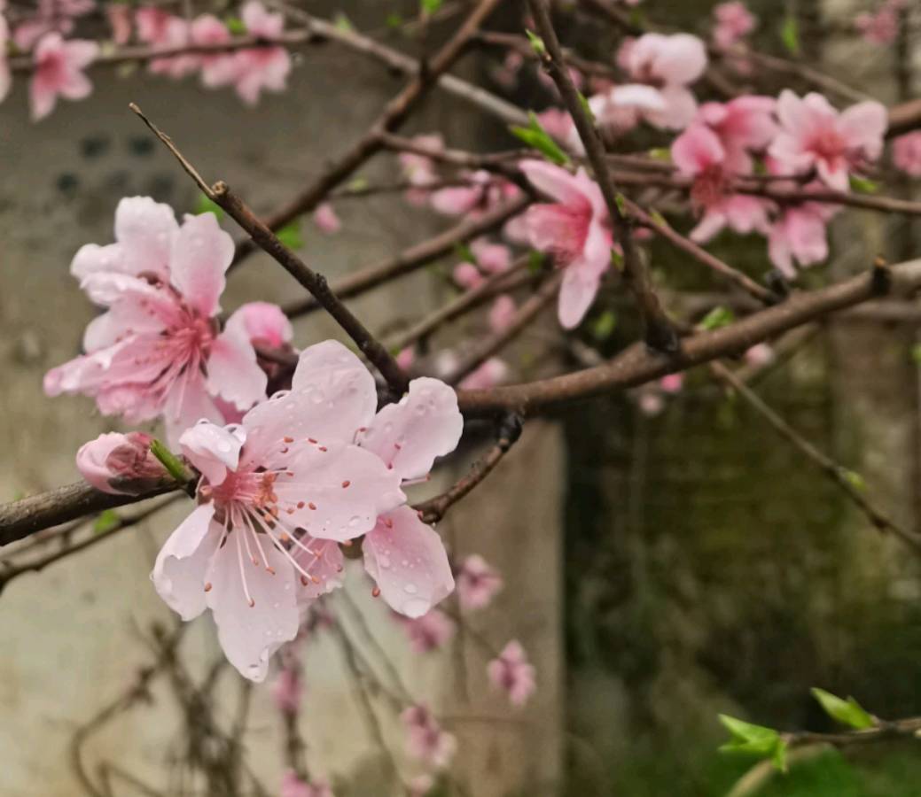 水仙的心情（图2）