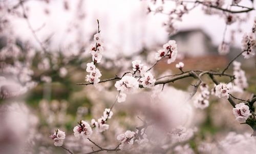 《十二号站台*杏花微雨》 倚楼望月诗社2024年第一期同题诗（图29）