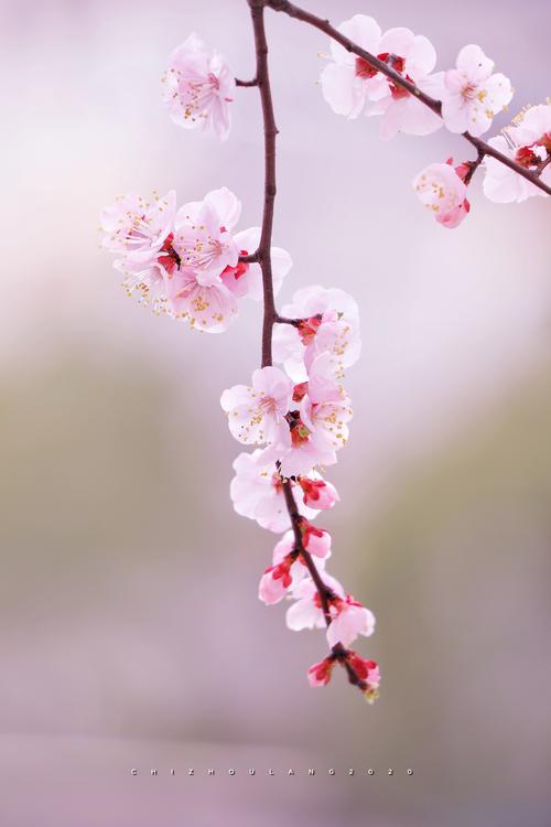 《十二号站台*杏花微雨》 倚楼望月诗社2024年第一期同题诗（图27）