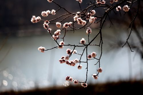 《十二号站台*杏花微雨》 倚楼望月诗社2024年第一期同题诗（图23）