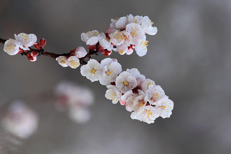 《十二号站台*杏花微雨》 倚楼望月诗社2024年第一期同题诗（图25）